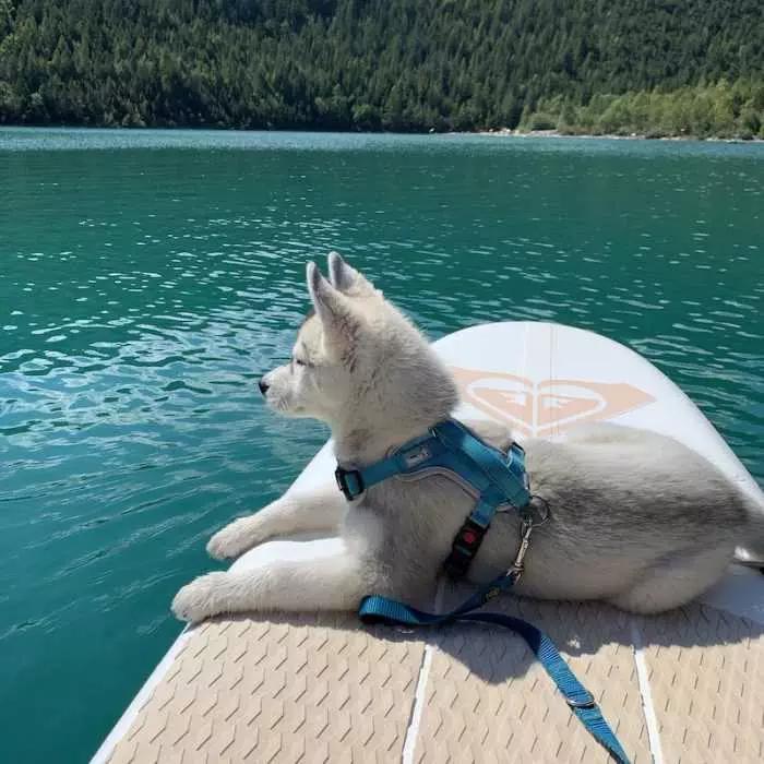 Luna The Husky Puppy Chilling On A Sup Husky Puppy Sitting On A StandUp Paddle Board On A Lake