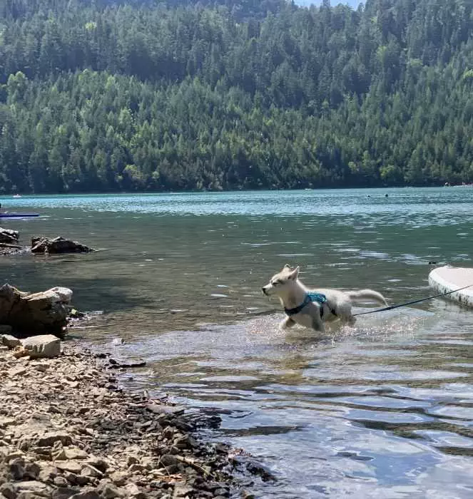 Luna The Husky Puppy In A Lake To Cool Off