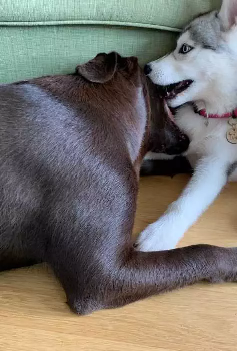 Luna Has A Play / Fight Date With A Brown Lab