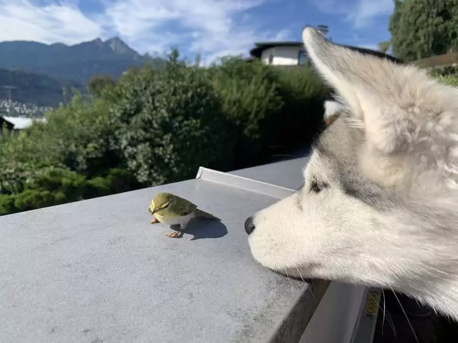 Luna Meets A Bird