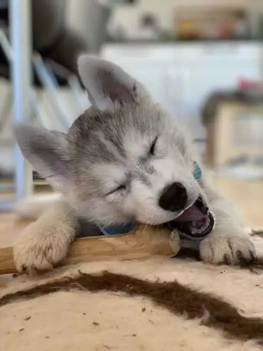 Husky Puppy Lying On Carpet Chewing On Stick With Eyes Closed