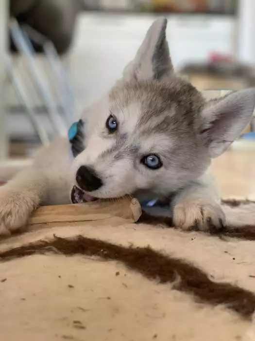 Husky Puppy Lying On Carpet Chewing On Stick With Eyes Open