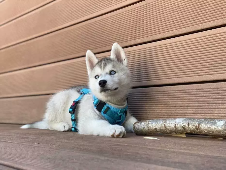 Husky Puppy On Deck With Big Stick Looking Up