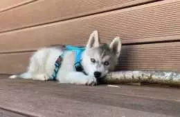 Husky Puppy Lying On Deck Chewing On Big Stick