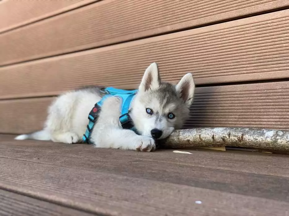 Husky Puppy Lying On Deck Chewing On Big Stick