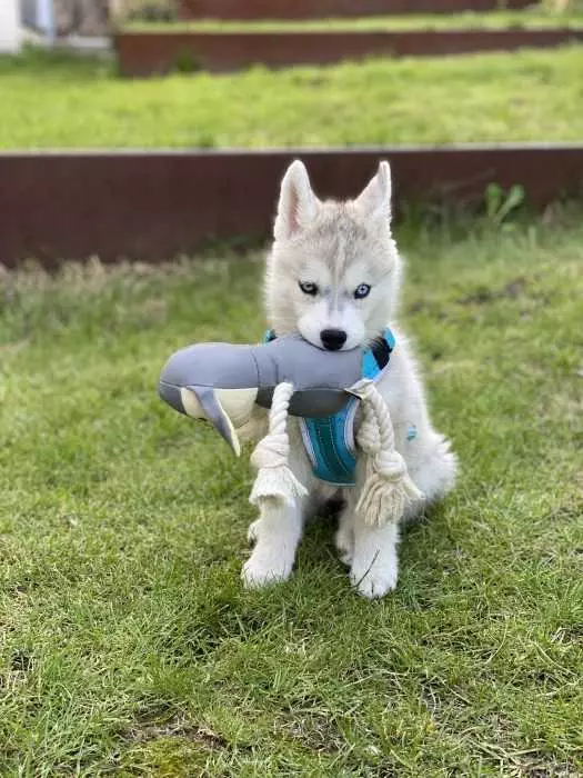 Luna-The-Husky-Puppy-Sitting-Down-With-New-Toy Husky Puppy Sitting On Grass Holding On To Toy In Mouth