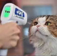 Cat Meme Detector