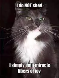 Cat Miracle Fur