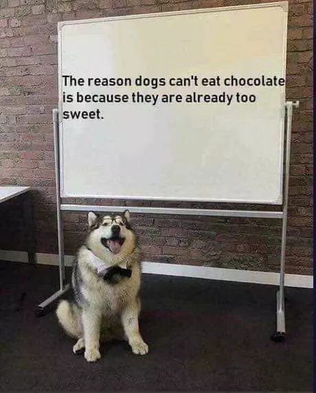 Dog Chocolate Too