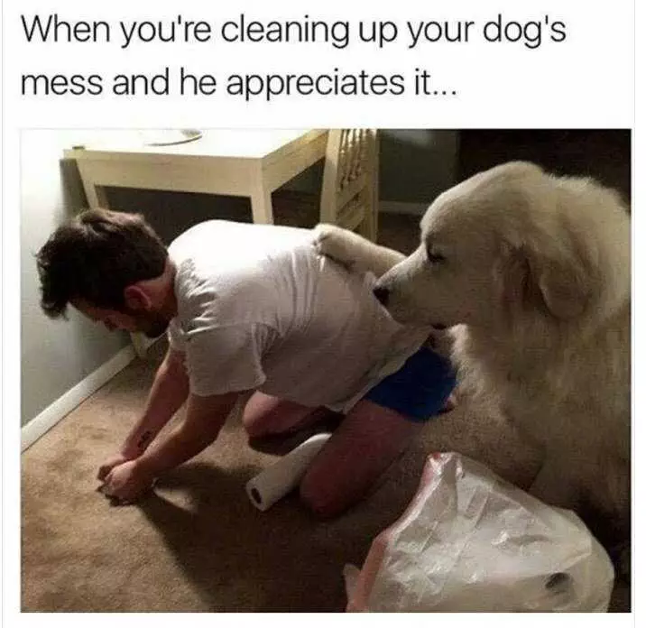 Dog-Cleaning-Up Dog Cleaning Up