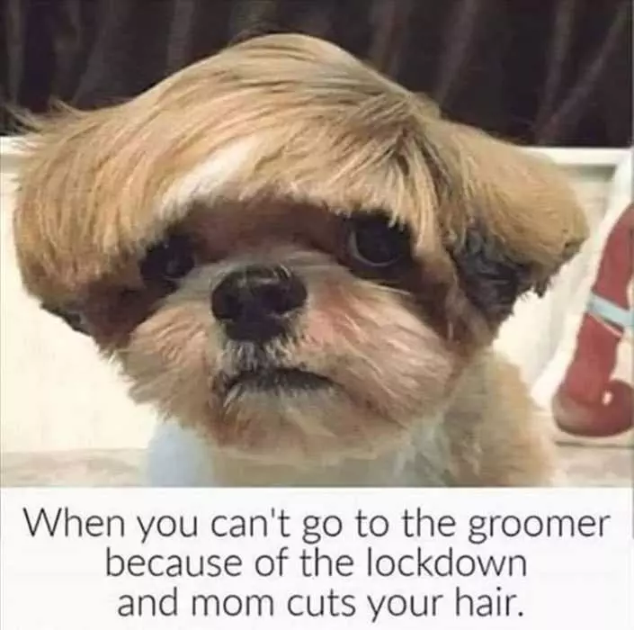 Dog-Groomer Dog Groomer