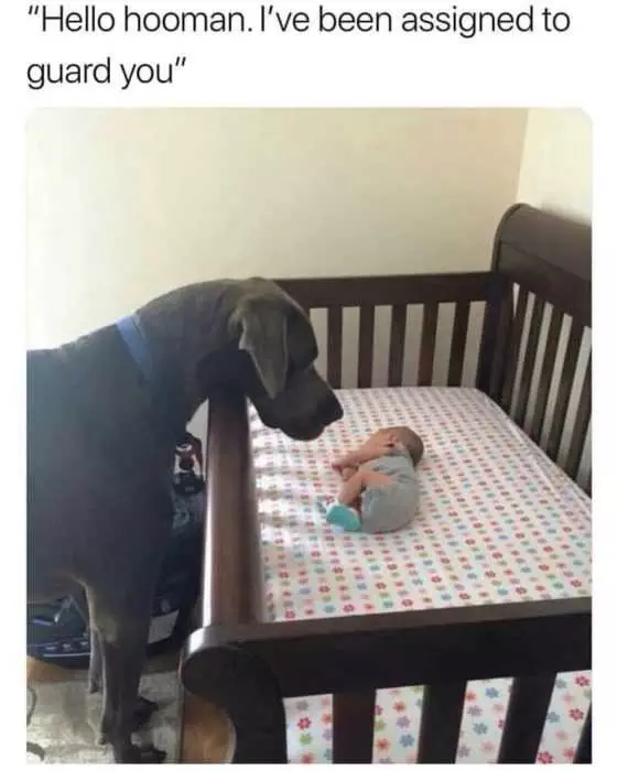 Dog-Human-Guard-You Dog Human Guard You