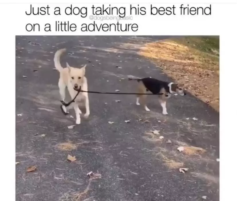 Dog Little Adventure