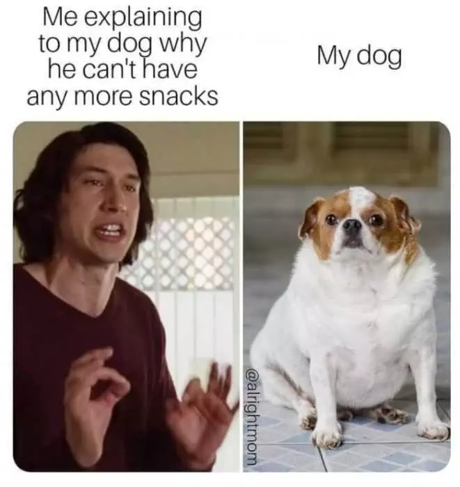Dog My Snacks