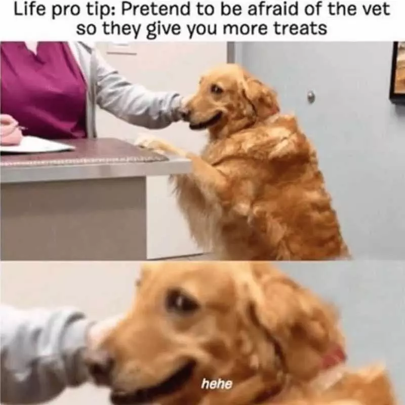 Dog-Pro-Tip Dog Pro Tip