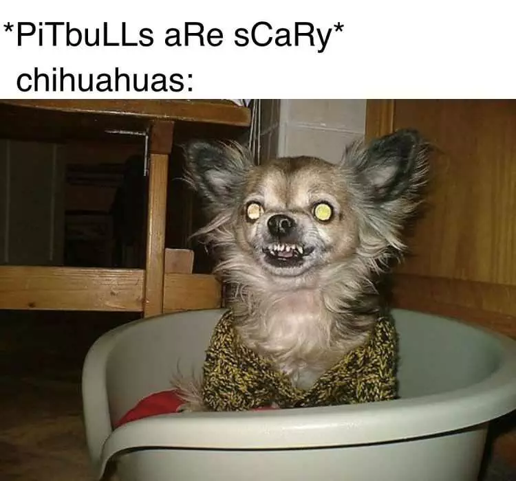 Dog Scary Chiuhauah