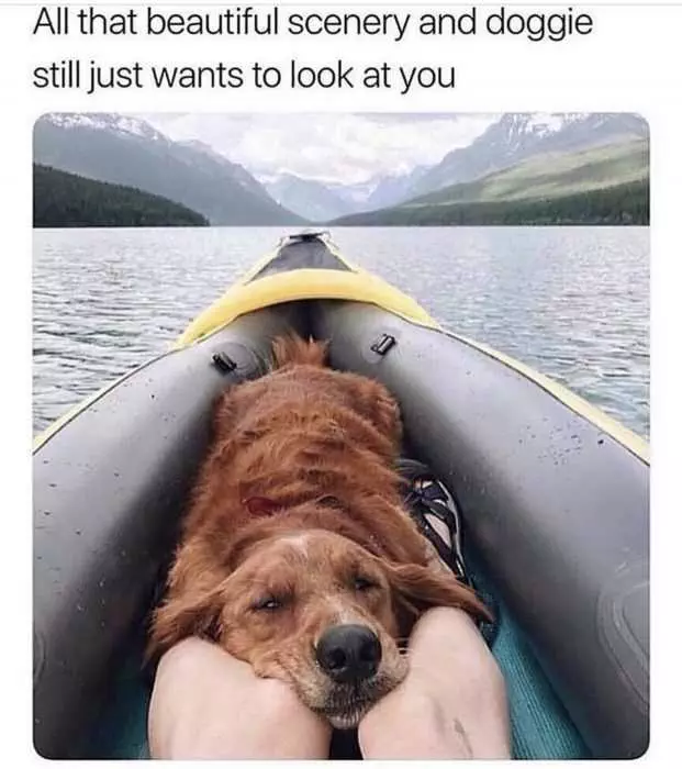 Dog-Still-Look Dog Still Look
