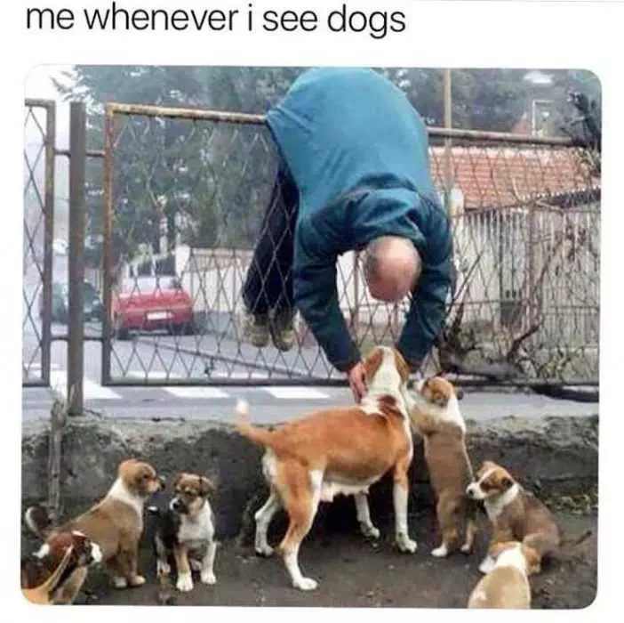 Dog-Whenever-Isee Dog Whenever Isee