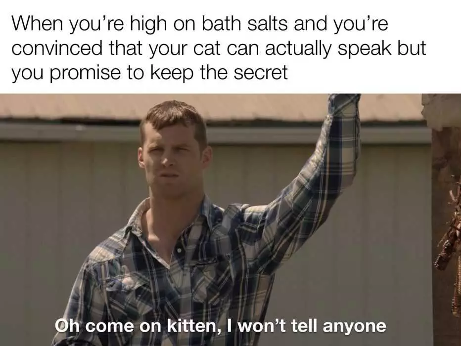 Meme Come On Kitten