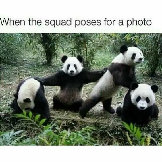 Meme Panda Squad