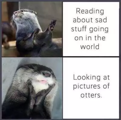 Meme Readng Otter