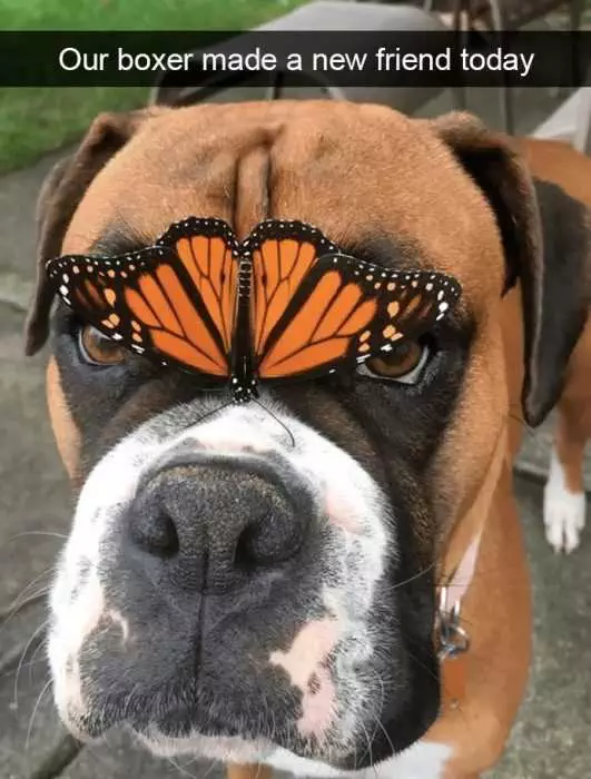 Snap Dog Butterfly