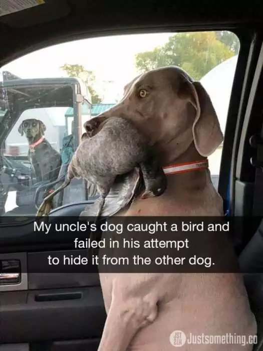 Snap Dog Failed