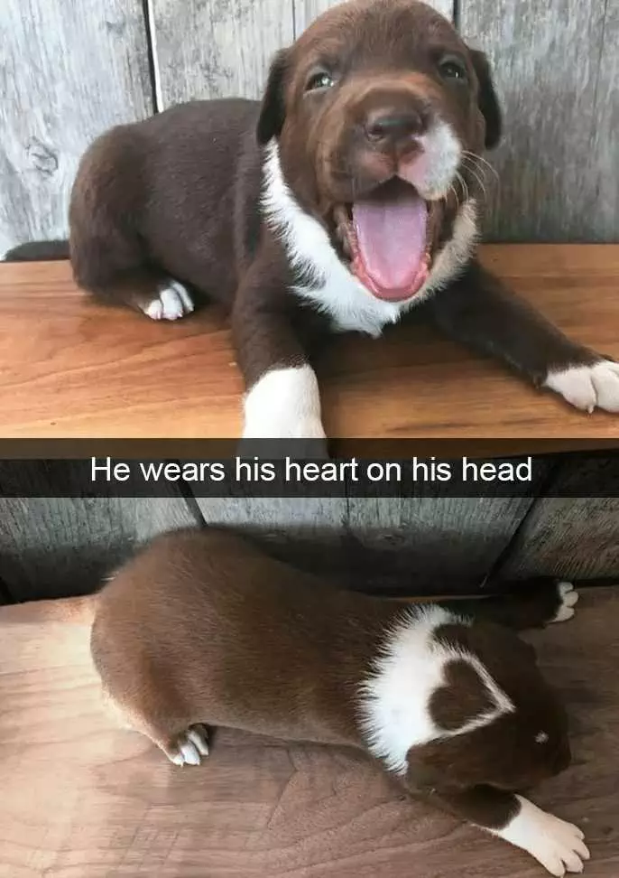 Snap Dog Heart