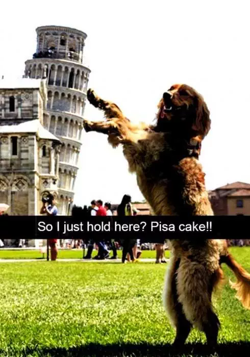 Snap Dog Pisa
