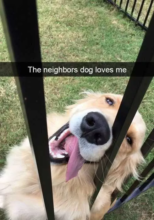 Snapdog Loves