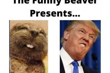 Donald Trump With An Expression That Looks Just Like A Beaver