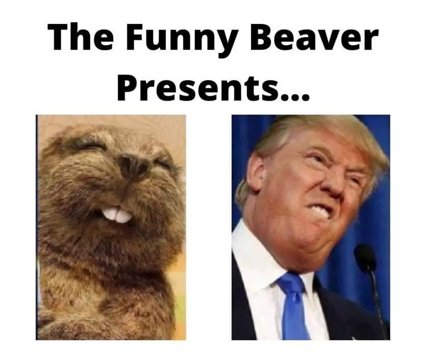 Funny Beaver Trumps Looks In This Picture?