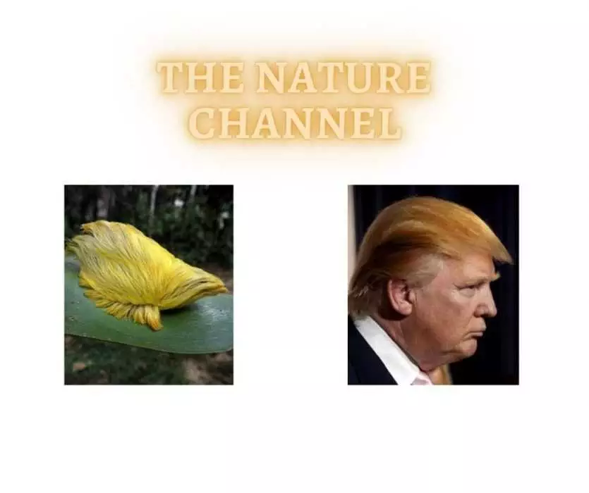 Trump Next To A Funny Animal That Looks Like Trump'S Hair