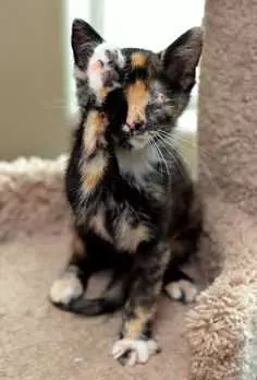 Adorable Calico Kitty