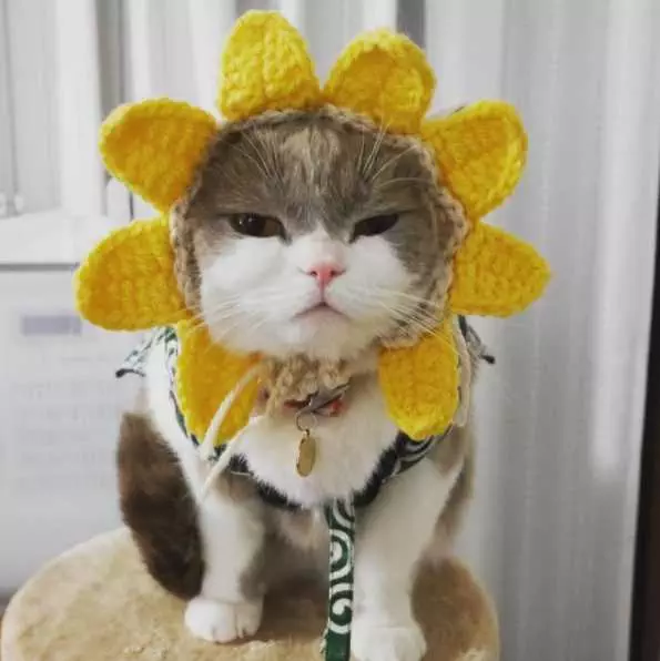 Adorable Cat Angry Hat