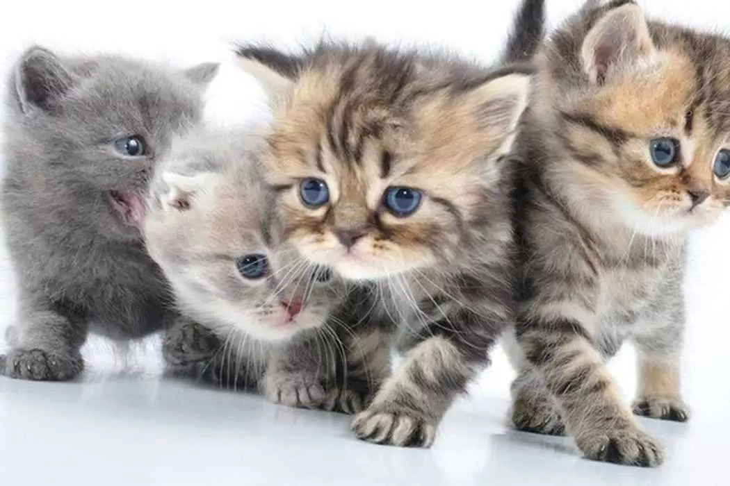 Adorable Cat Group