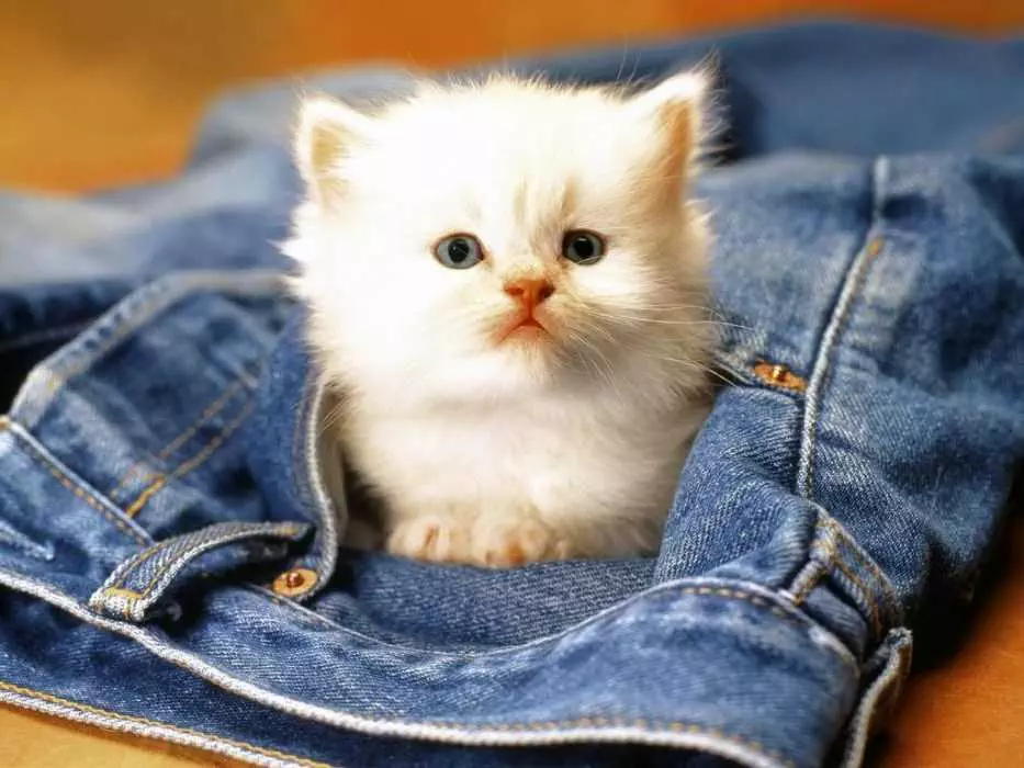 Adorable Cat Jeans