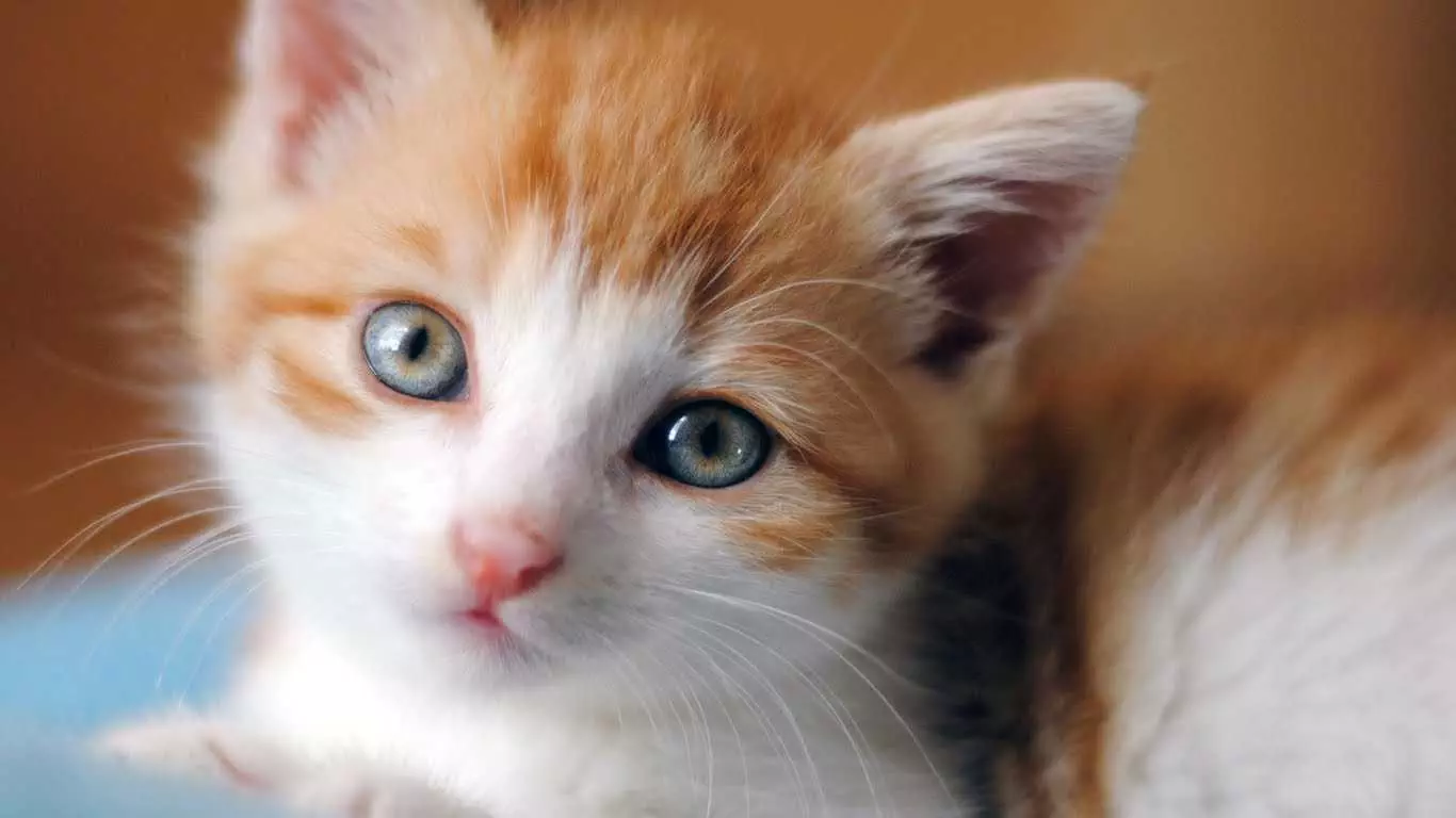 Adorable Cat Orange
