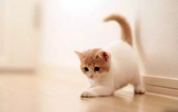 Adorable Cat Pounce