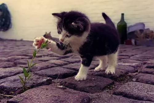 Adorable Cat Rose