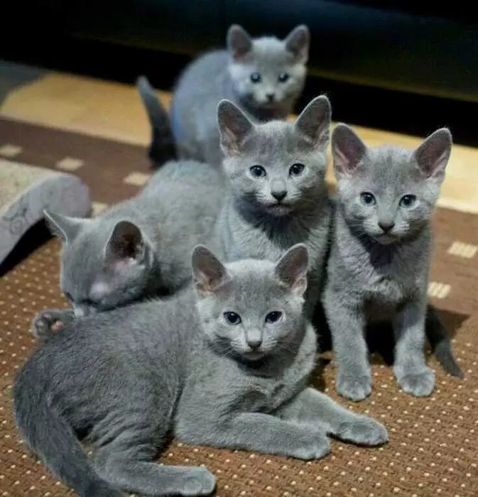 Adorable Russian Blue