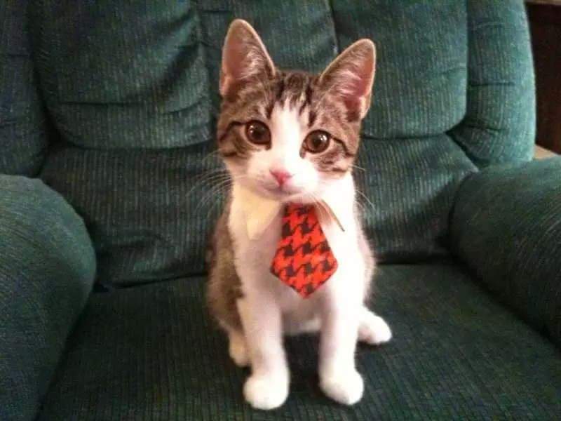 Adorable Tie Cat