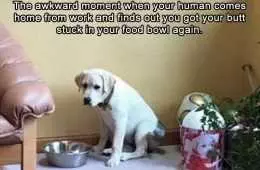 Dog Awkward Moment