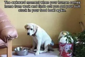 Dog Awkward Moment