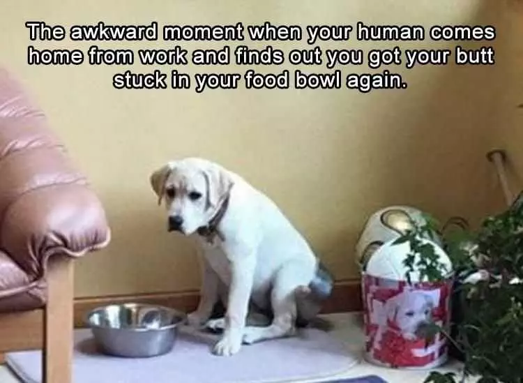 Cute Picture Of A Labrador Dog Looking Very Embarrassed Because His Butt Is Stuck In His Food Bowl