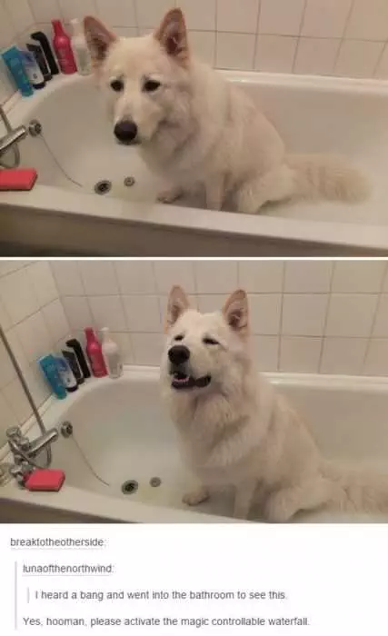 Cute Dog Sitting In The Bath Tub Begging For Water To Be Turned On