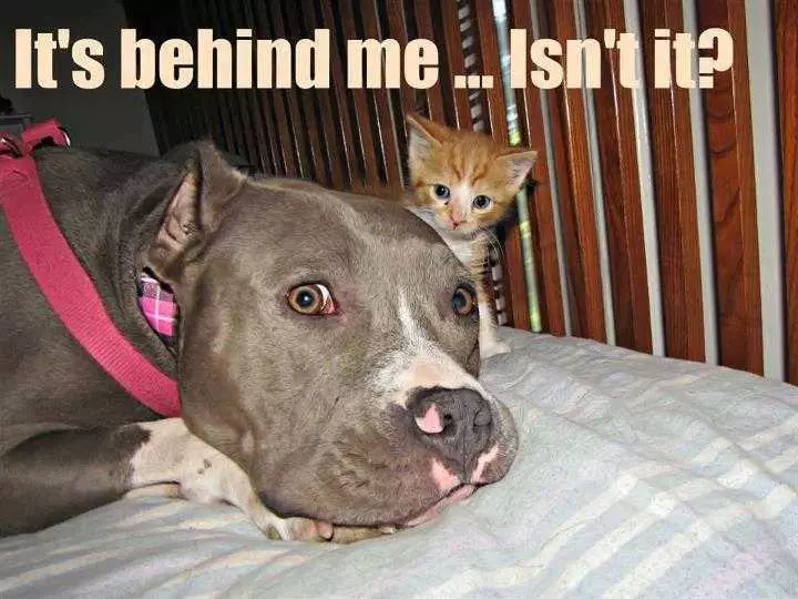 Cute Picture Of A Dog Looking Uneasily With A Small Kitten Behind His Head