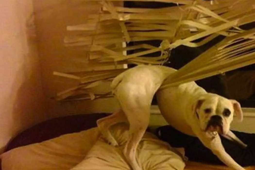 Dog-Blinds Funny Dog That Needs Help With His Hind Legs Stuck In Venetian Window Blinds