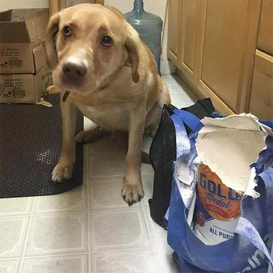 Dog-Chewed-Bag A Dog Sitting On The Floor Looking Ashamed Next To An Open Box Of Flour Which Has Been Chewed Open