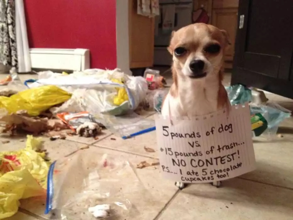 Dog-Cupcakes A Dog Sitting On A Tile Floor Wearing A Funny Dog Shaming Sign Saying He Ate 15 Pounds Of Trash